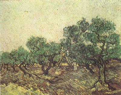 Vincent Van Gogh Olive Picking (nn04) oil painting image